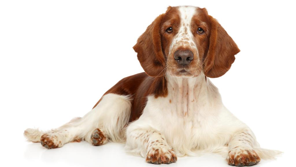 Basic Information icon