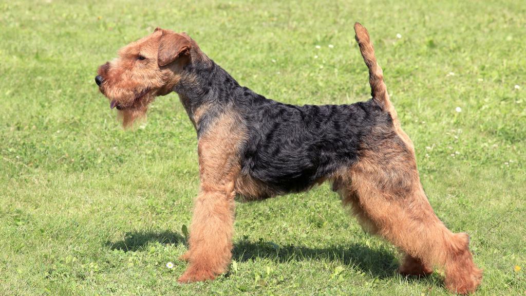 Welsh Terrier