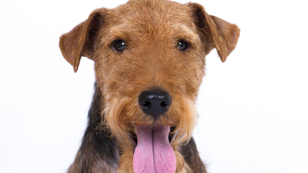 Welsh Terrier