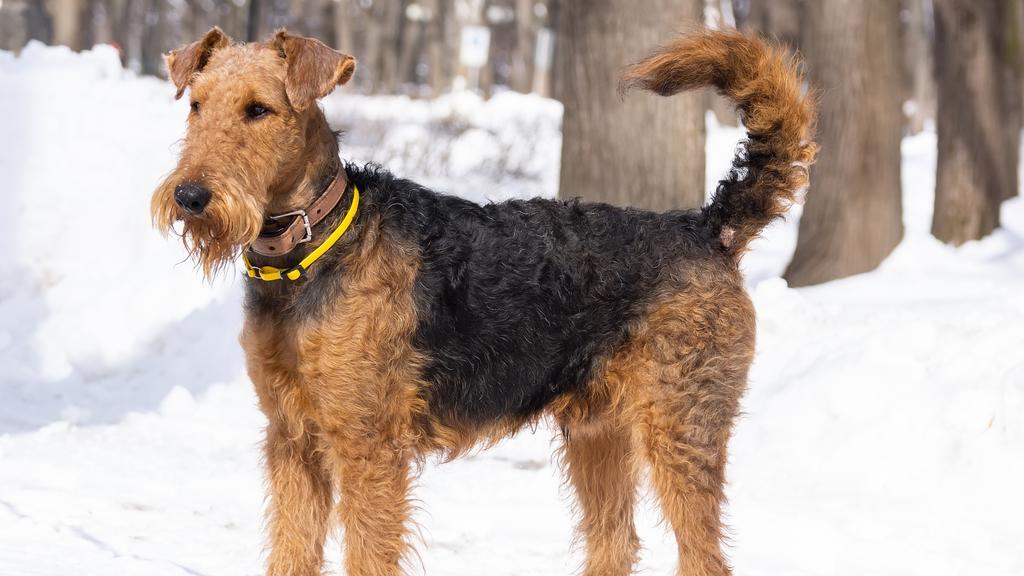 Welsh Terrier