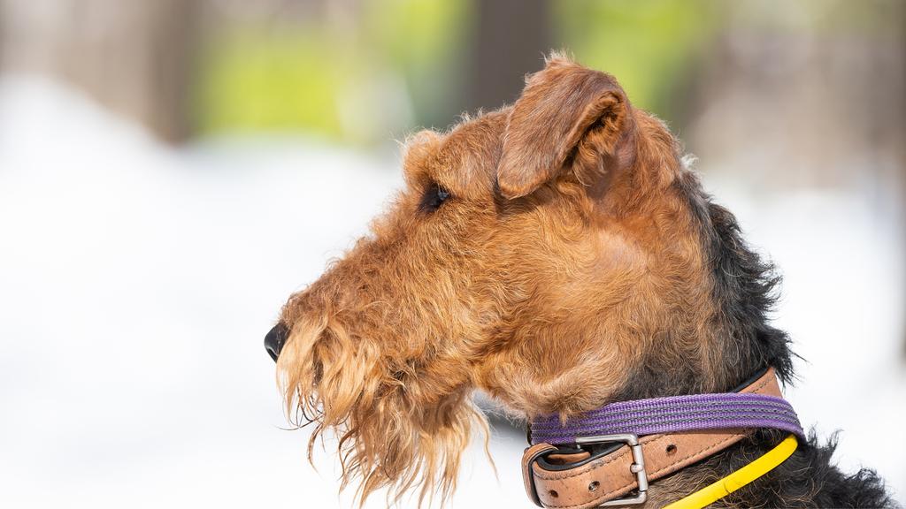 Grooming & Health icon