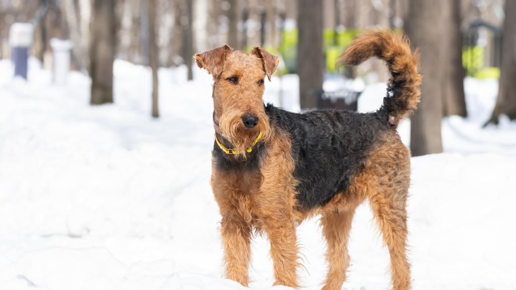 Welsh Terrier