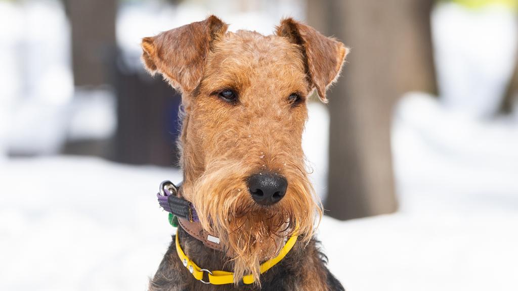 Suitability for First-Time vs. Experienced Owners icon