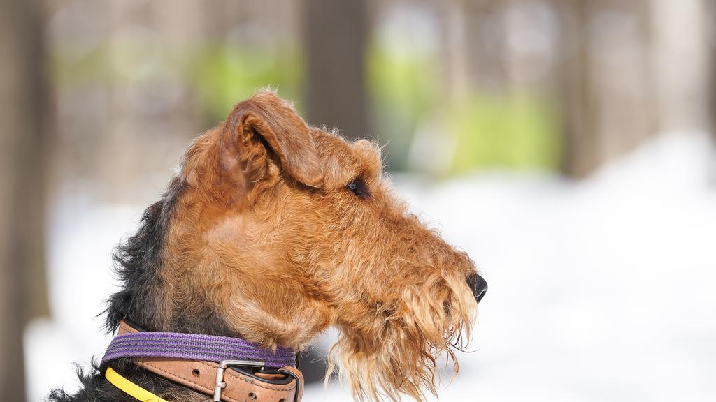 Basic Information icon