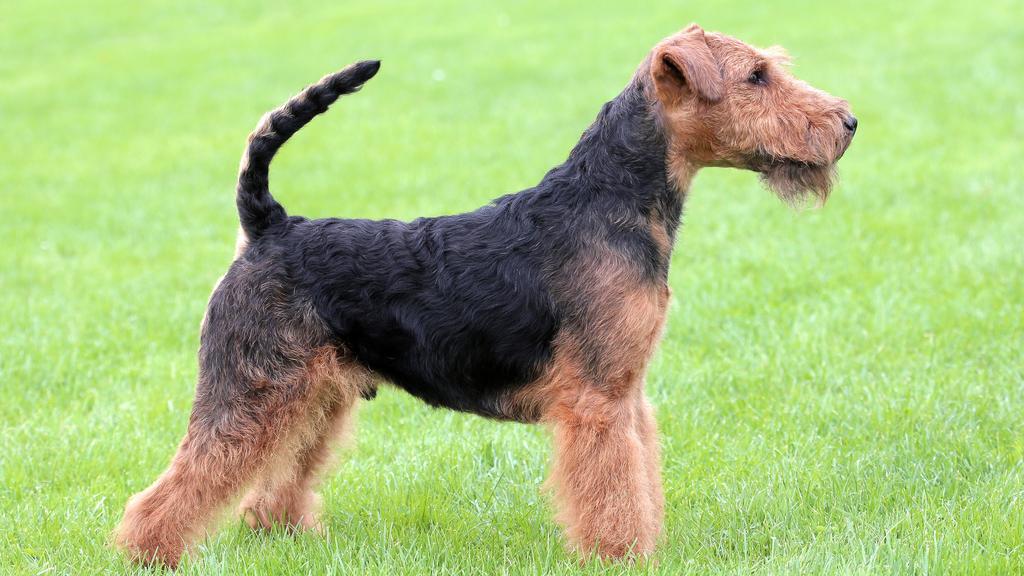 Welsh Terrier