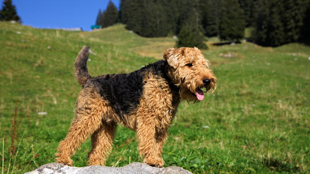 Welsh Terrier