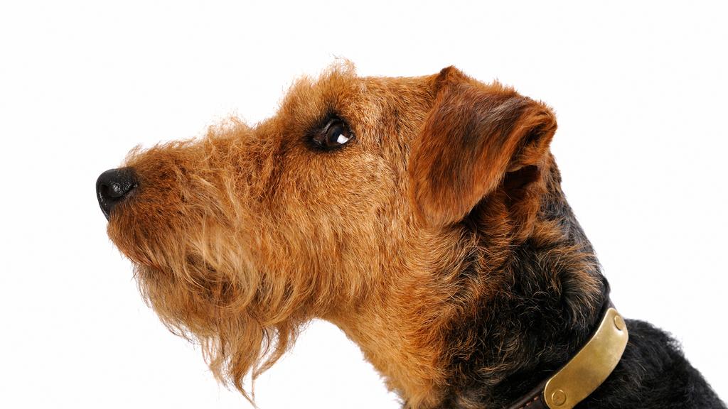 Welsh Terrier