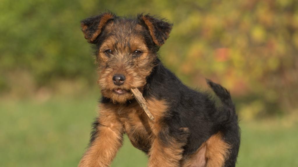 Exercise & Activity Needs icon