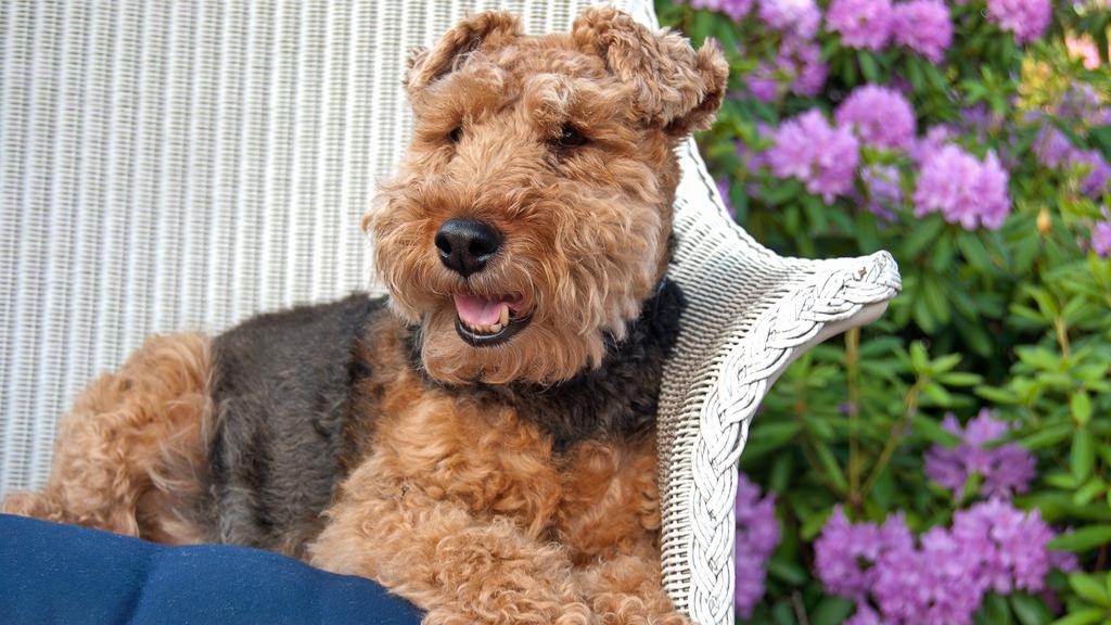 Welsh Terrier