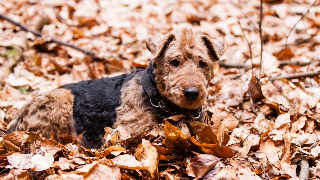 Temperament & Behavior icon