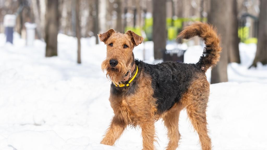Welsh Terrier
