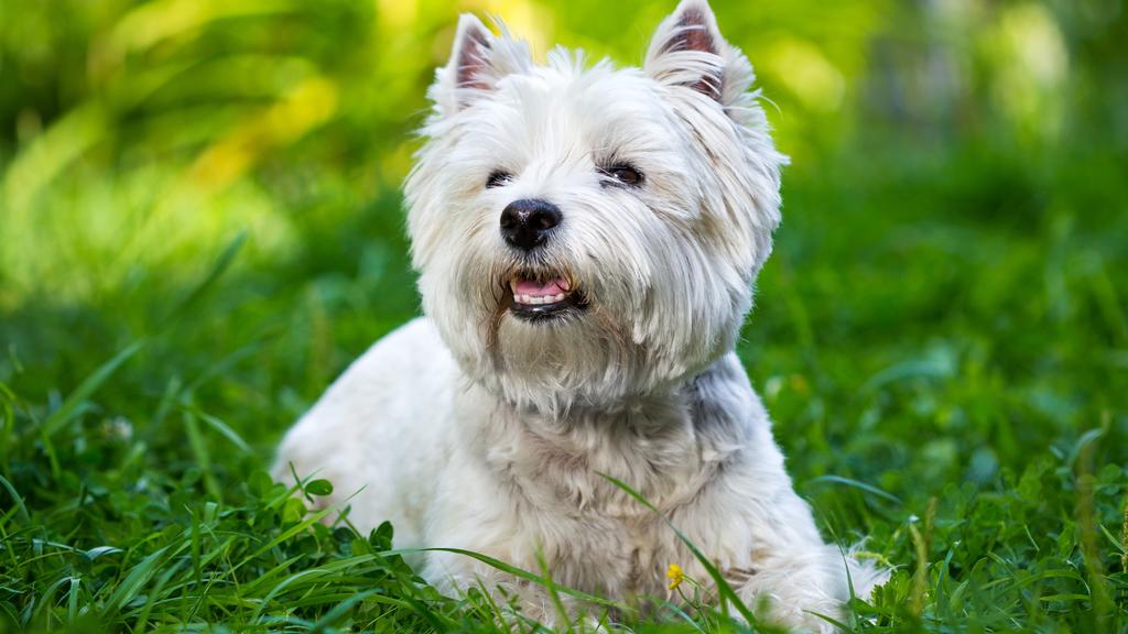 West Highland White Terrier