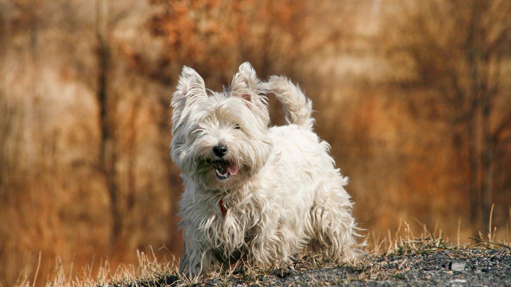 West Highland White Terrier