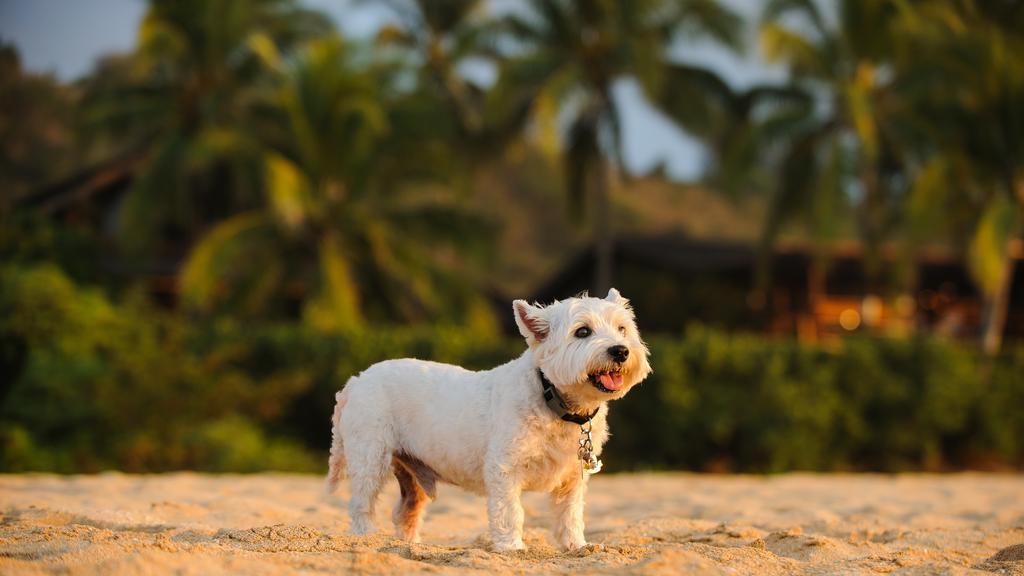 West Highland White Terrier