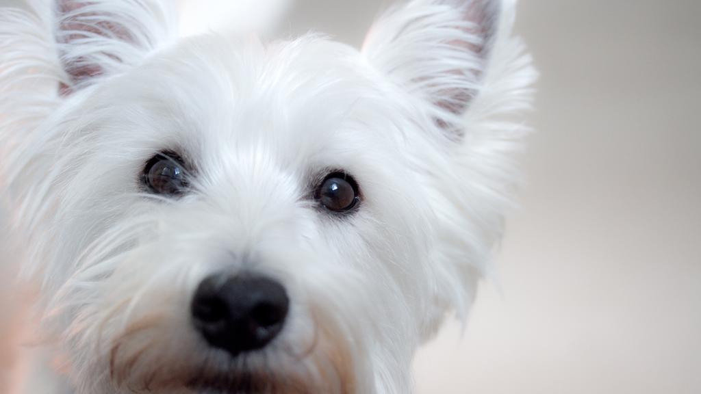 West Highland White Terrier