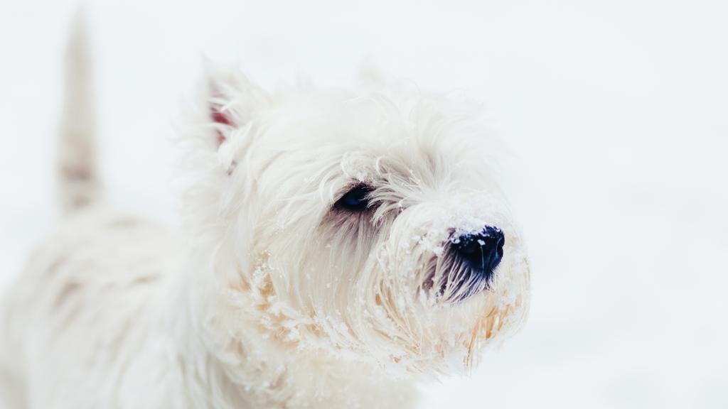 West Highland White Terrier