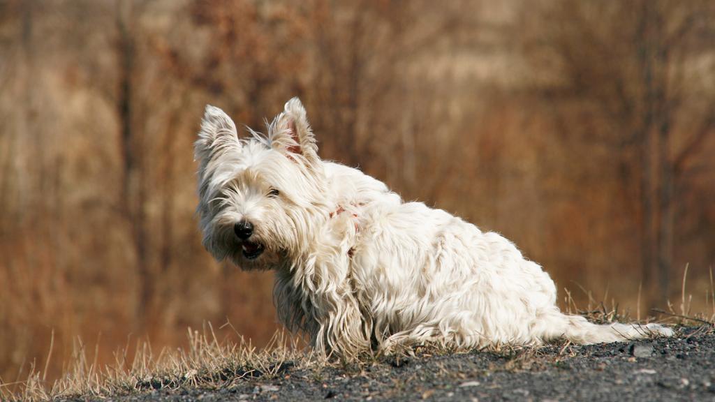 Suitability for First-Time vs. Experienced Owners icon