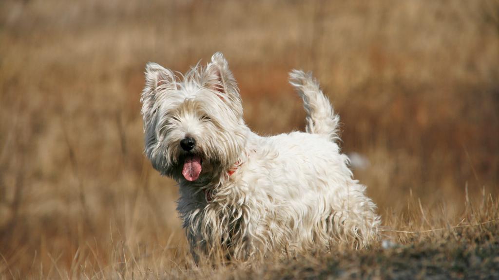 Living Environment Adaptability icon