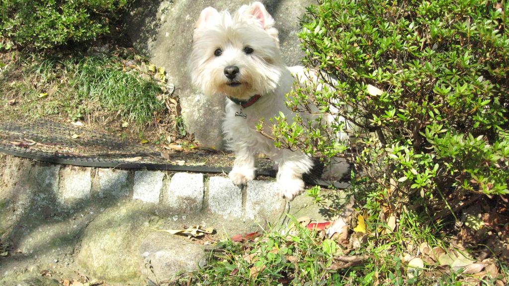 West Highland White Terrier