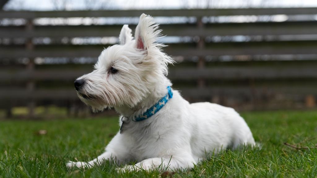 West Highland White Terrier