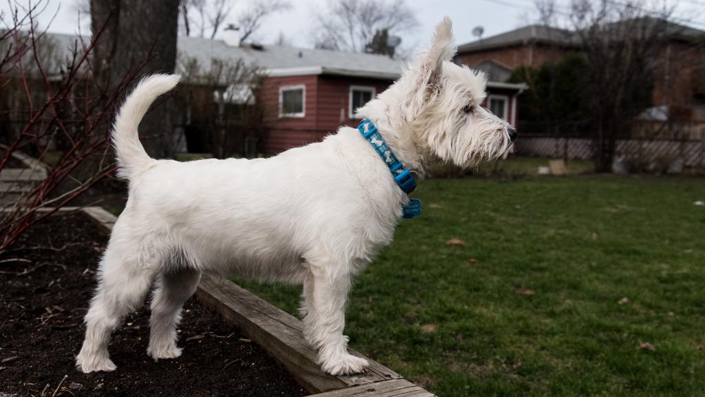 West Highland White Terrier