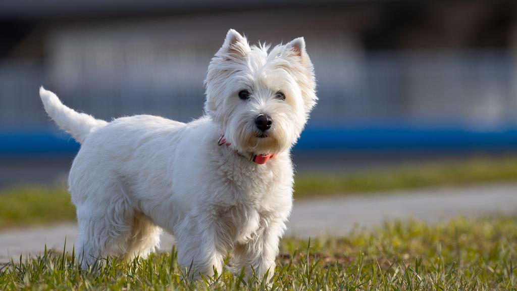 West Highland White Terrier