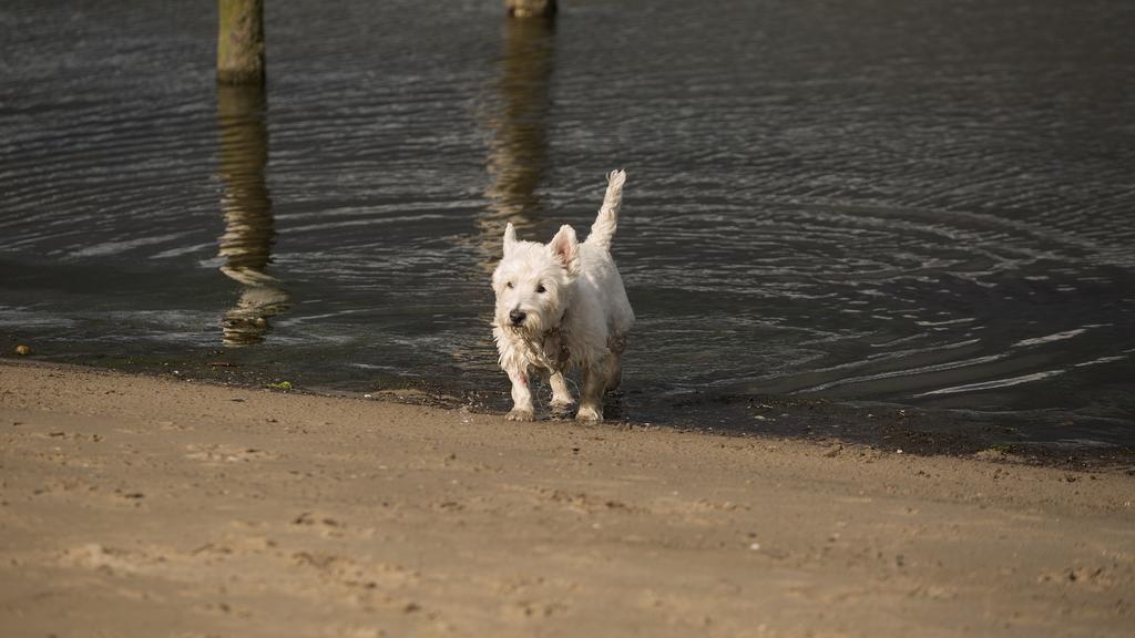West Highland White Terrier