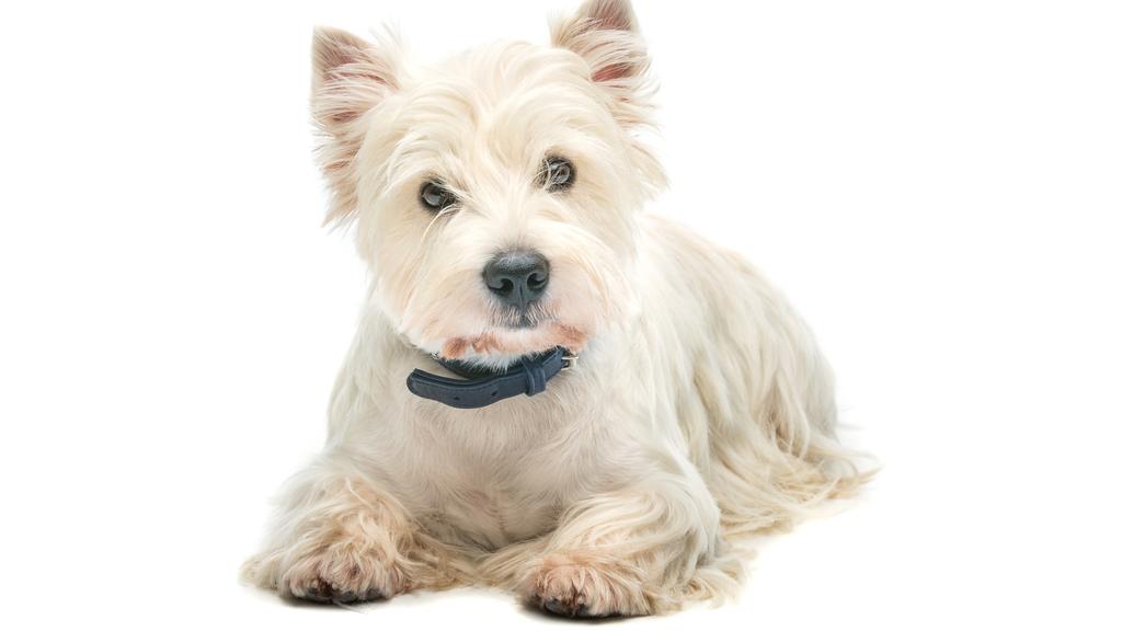 West Highland White Terrier