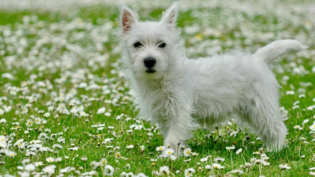 Long-Term Commitment & Special Considerations icon