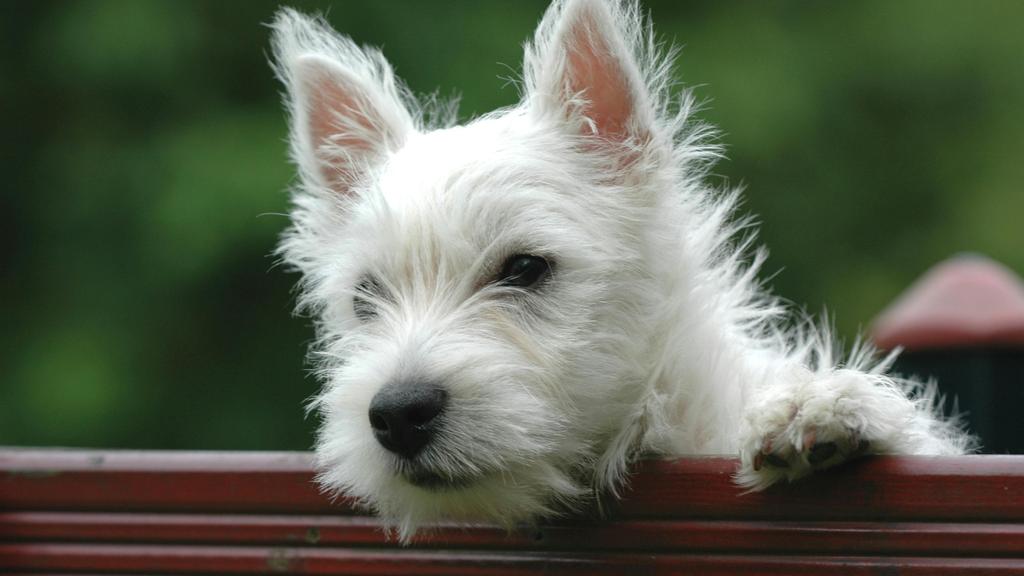 Adoption vs. Breeder Considerations icon