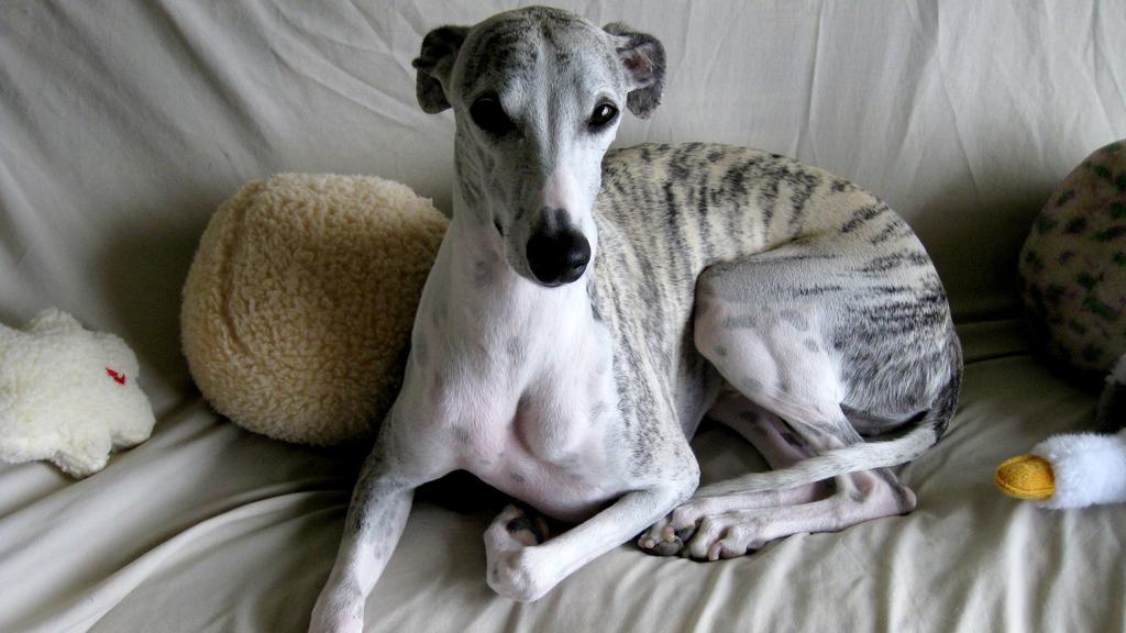 Whippet