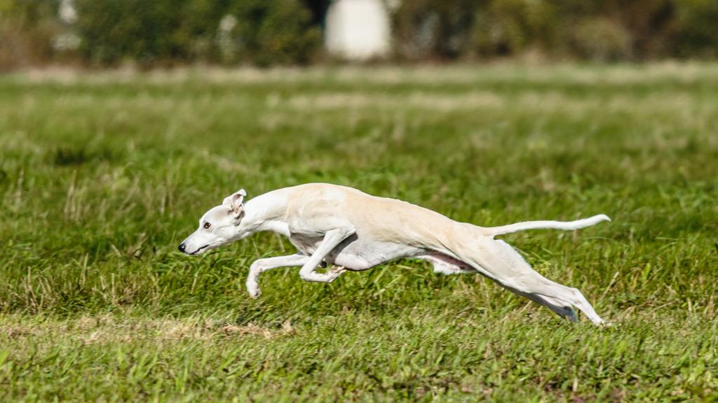 Whippet