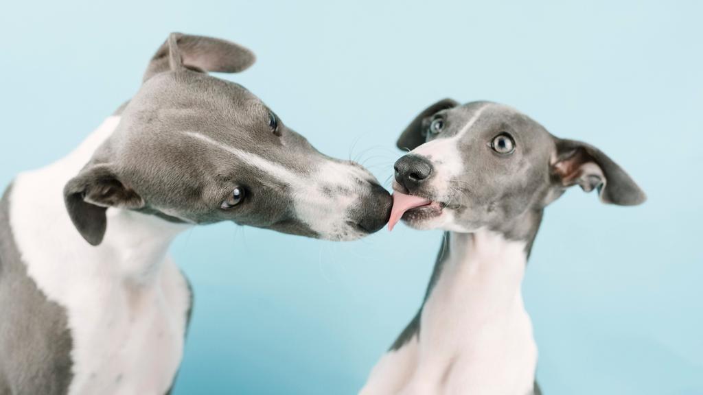 Exercise & Activity Needs icon