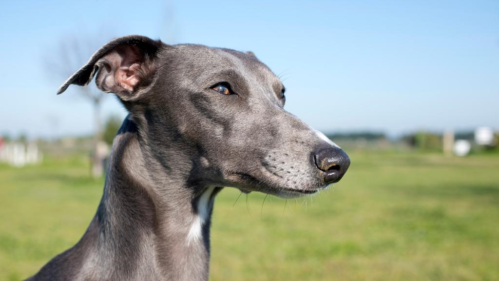 Adoption vs. Breeder Considerations icon