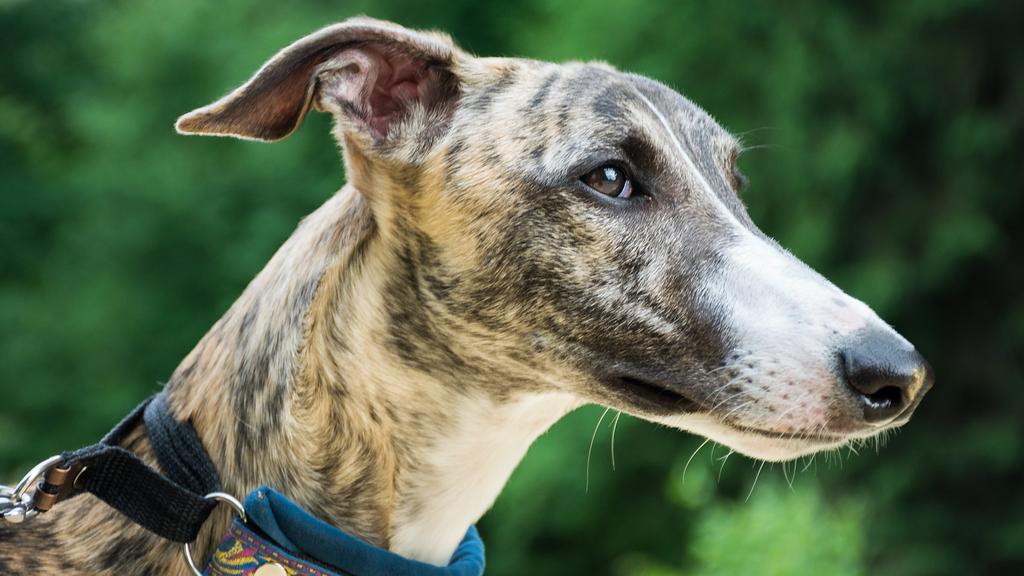 Whippet