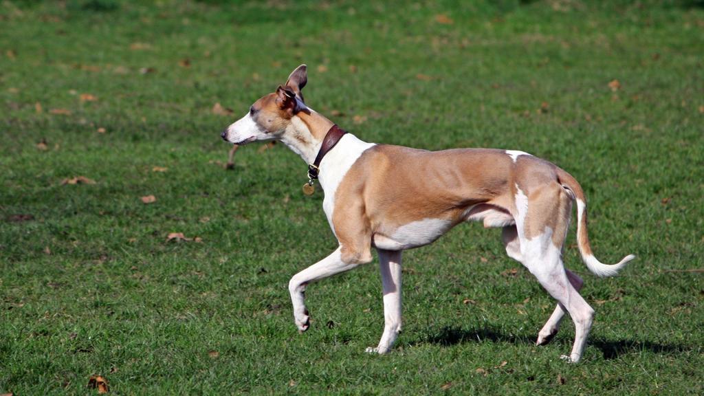 Whippet