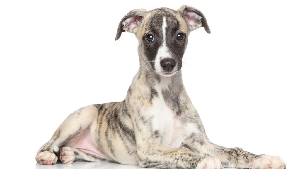 Whippet