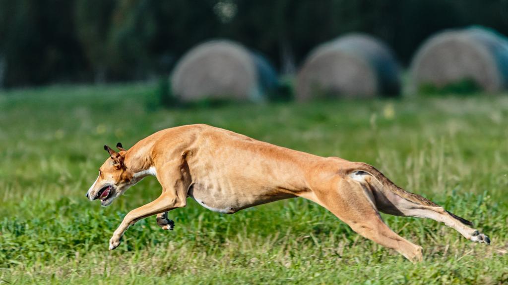 Living Environment Adaptability icon