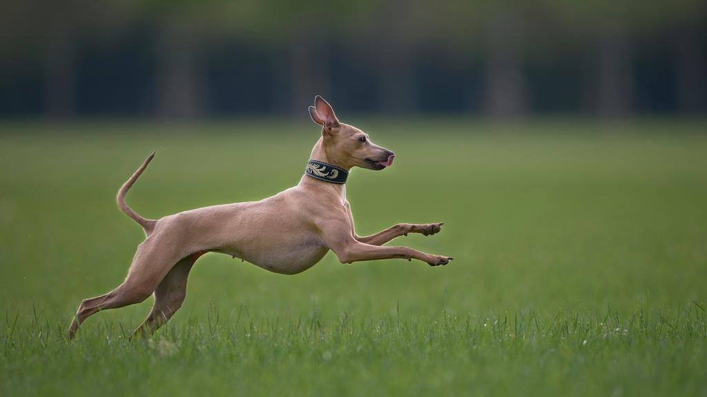 Temperament & Behavior icon