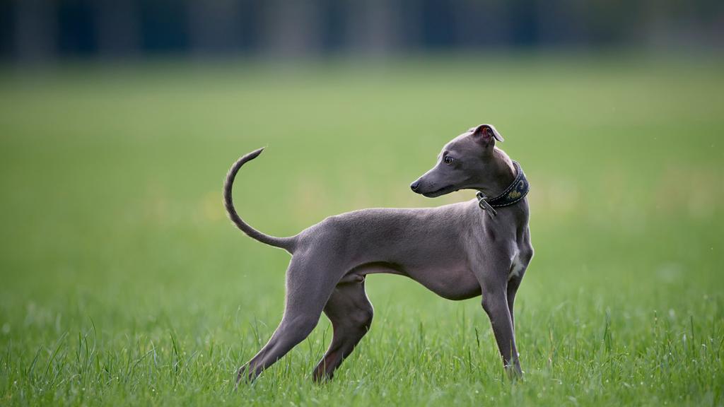 Whippet