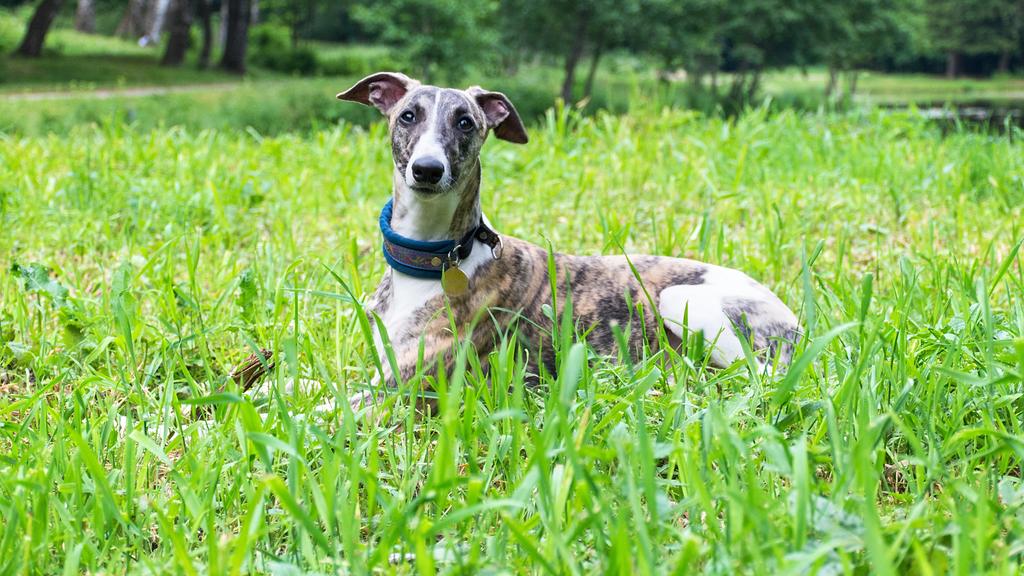 Suitability for First-Time vs. Experienced Owners icon