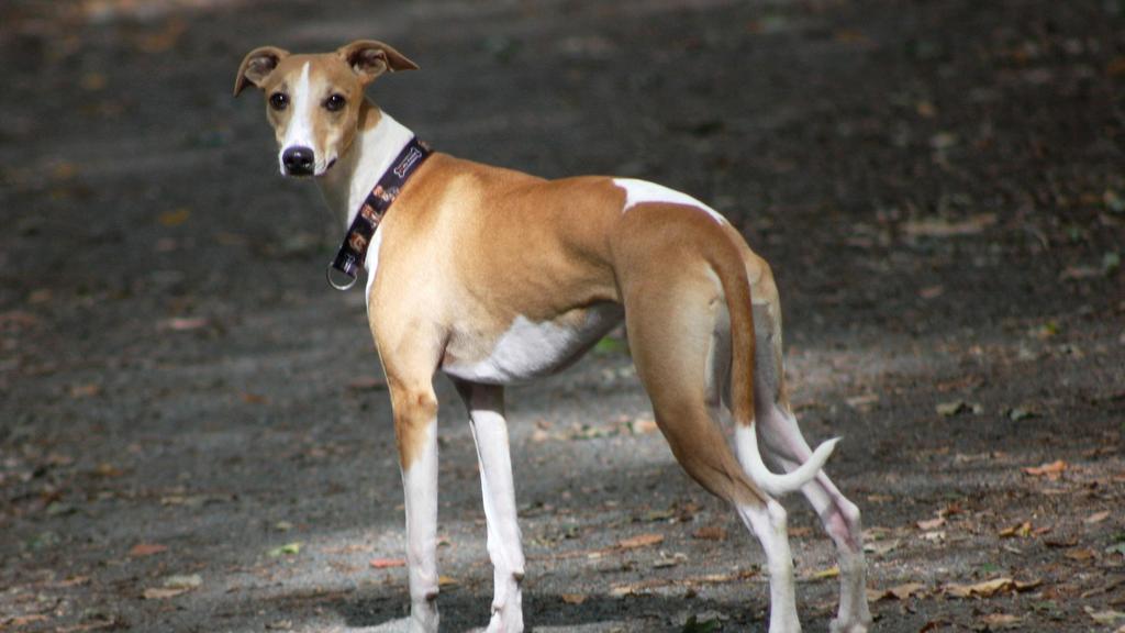 Life Stage Considerations icon