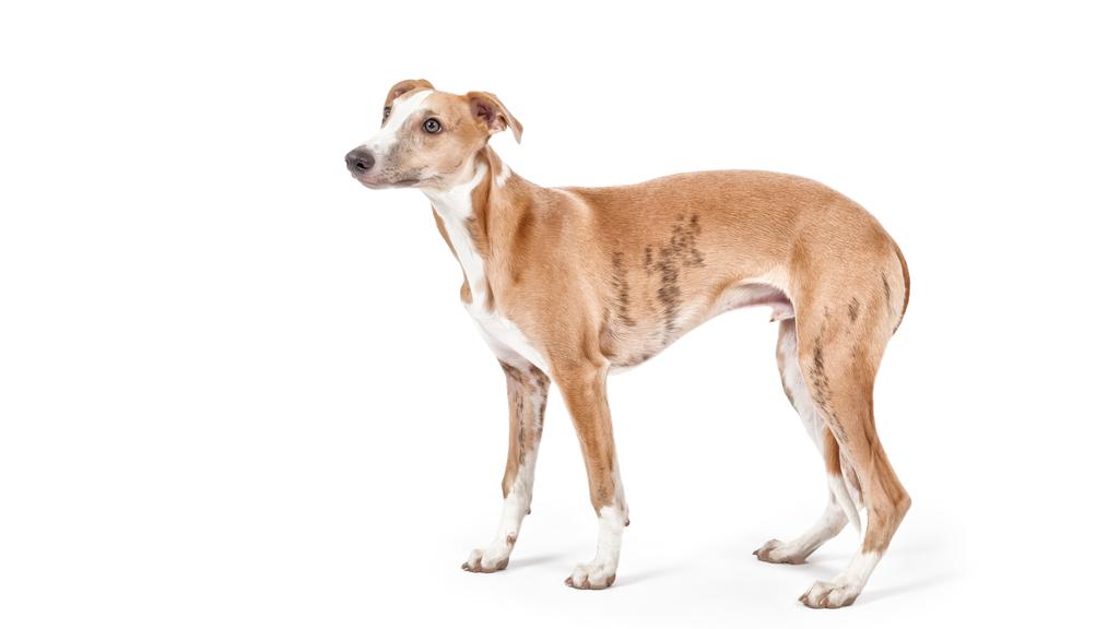 Whippet