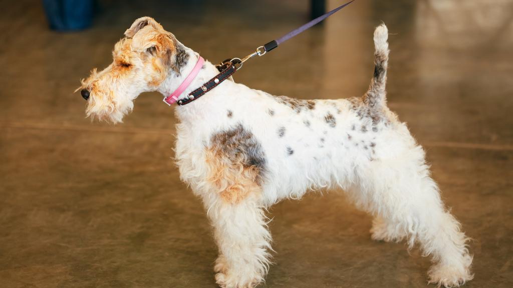 Wire Fox Terrier