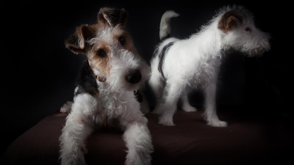Wire Fox Terrier