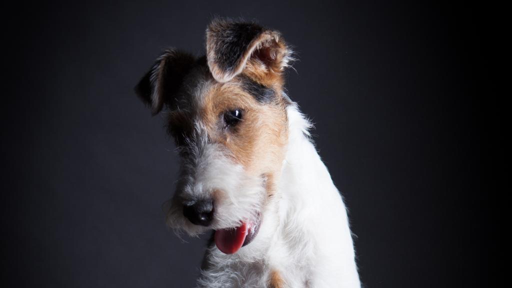 Suitability for First-Time vs. Experienced Owners icon