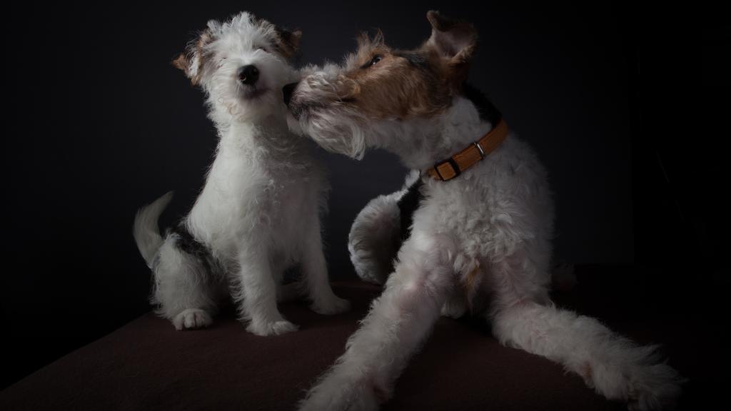 Wire Fox Terrier