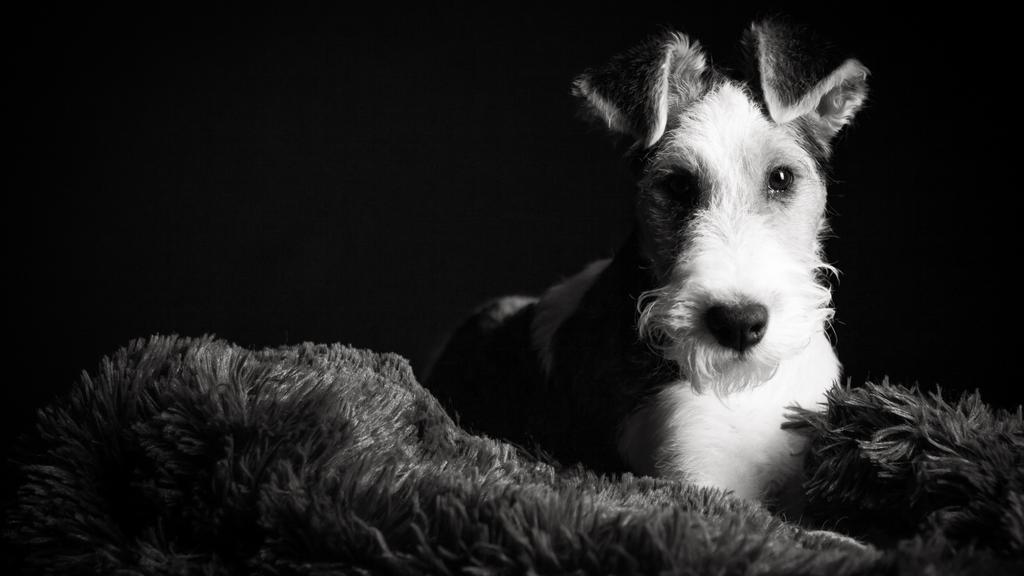 Exercise & Activity Needs icon