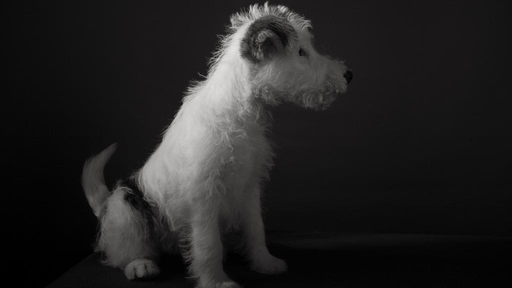 Wire Fox Terrier