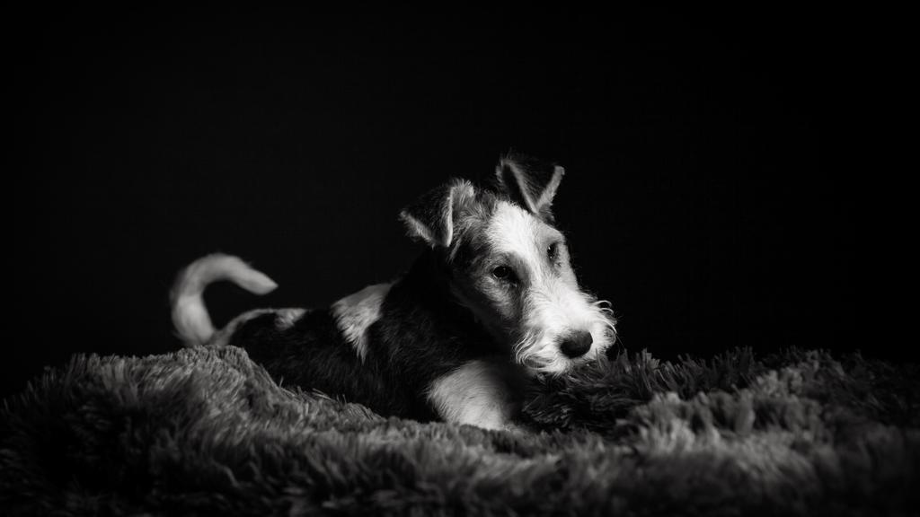 Wire Fox Terrier